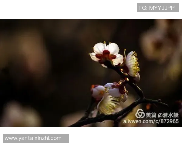 克莱深情命名小船冬梅展现爱的执着与温暖 克莱深情命名小船冬梅展现爱的执着与温暖